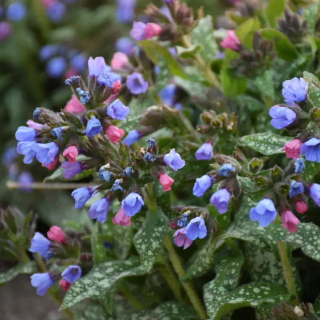 Pulmonaria 'Pink-A-Blue'