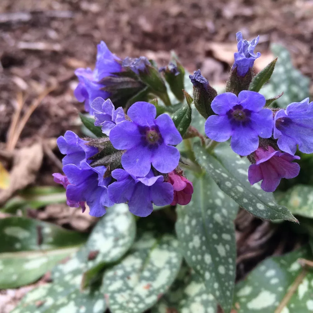 Pulmonaria 'Trevi Fountain'
