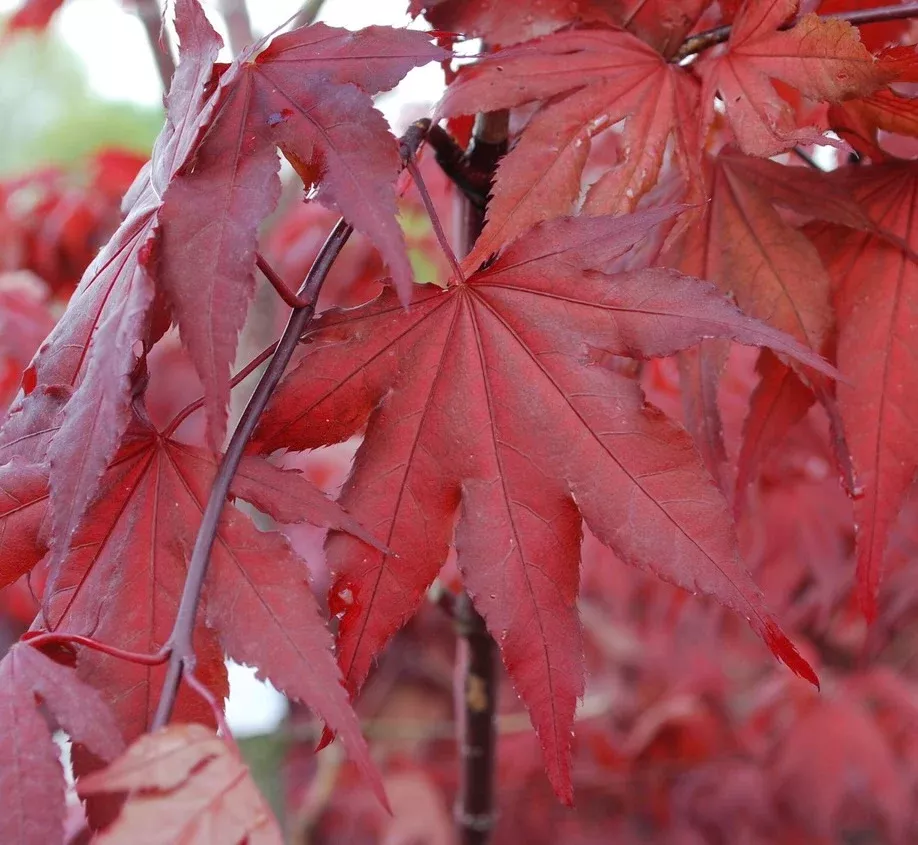 Purple Ghost Japanese Maple