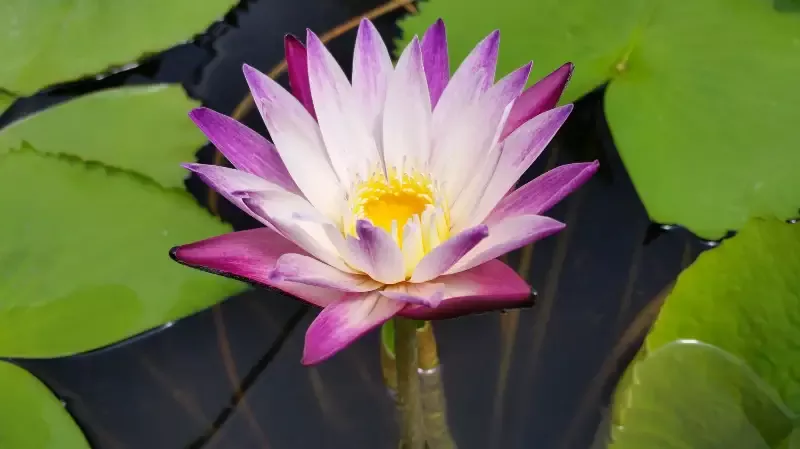 Purple Joy - Day Blooming Tropical Lily