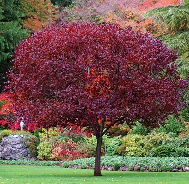 Purple Leaf Plum Tree