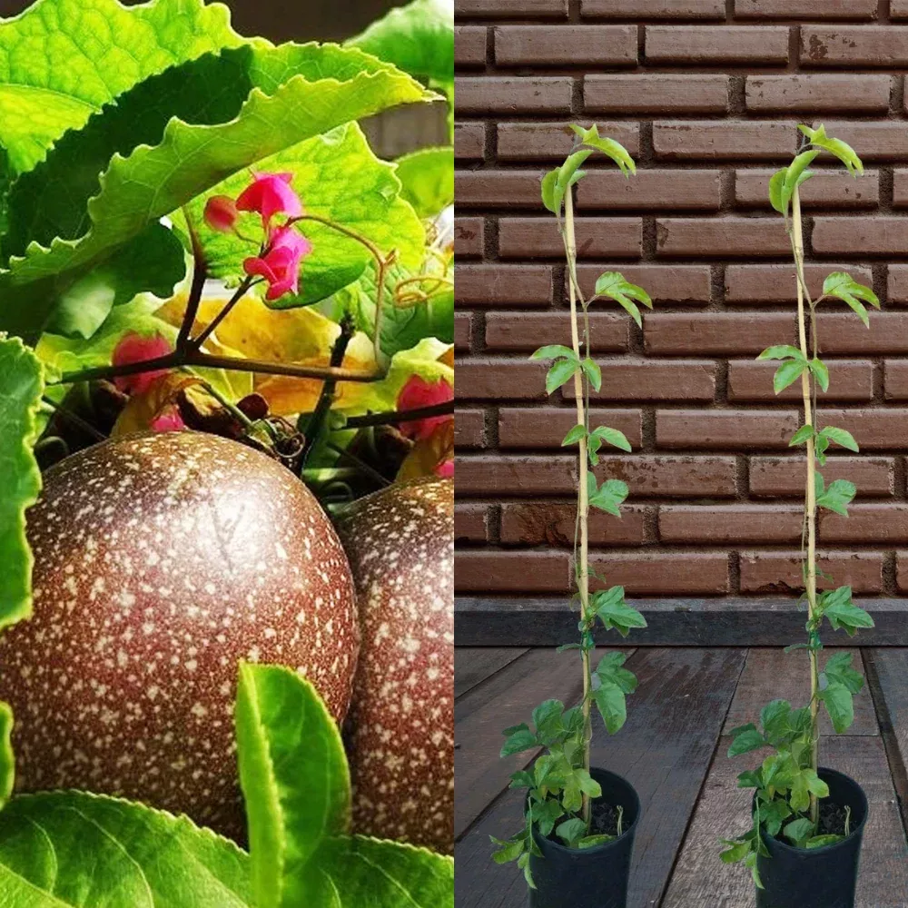 Purple Passion Fruit (Passiflora Edulis) Fruit Tree