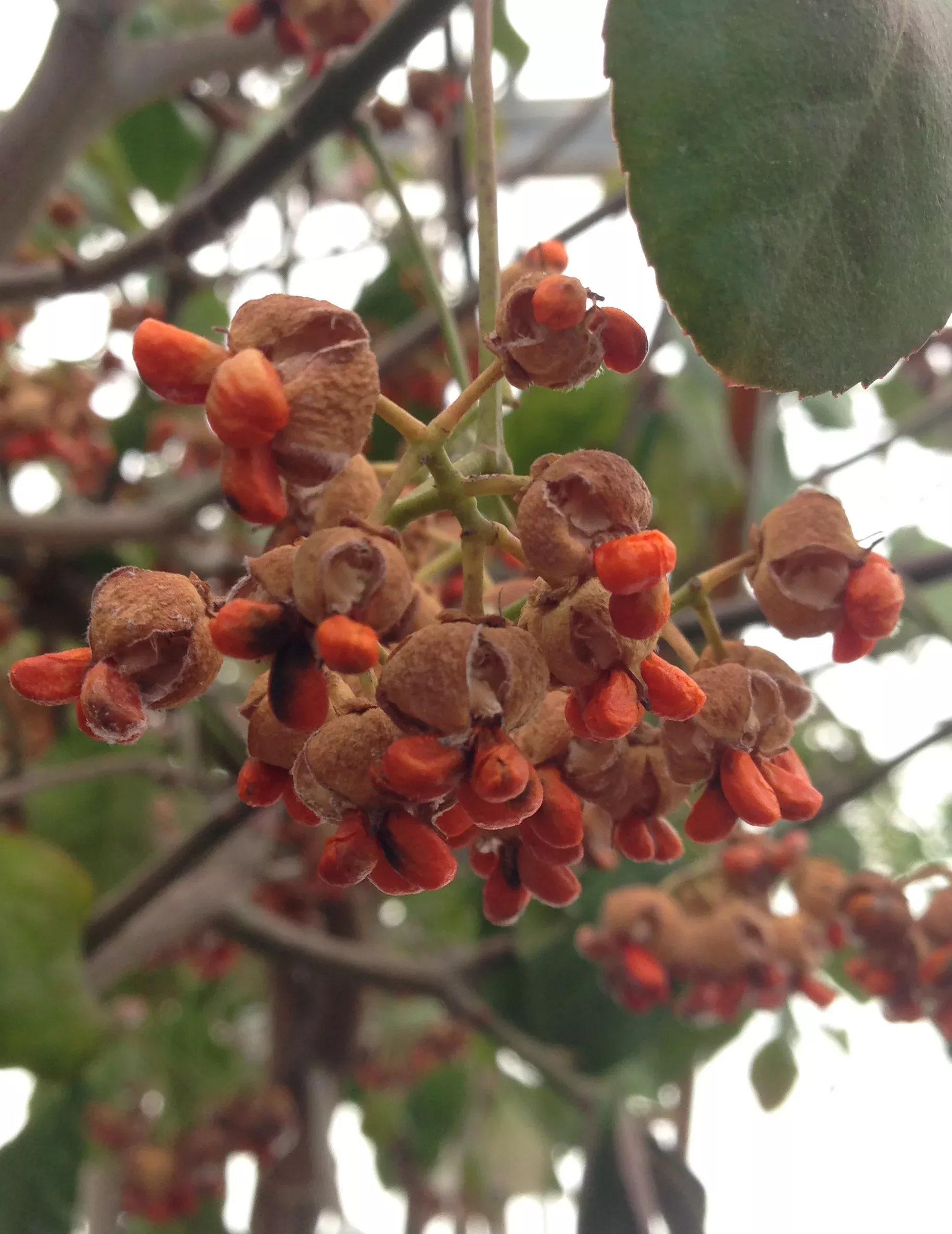 Purpleleaf Wintercreeper