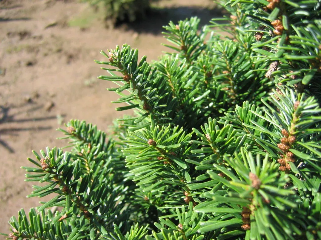 Pyramidal European Silver Fir