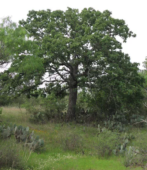 Quercus stellata #7