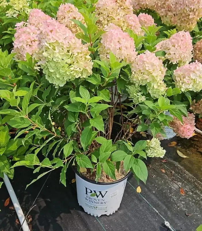 Quick Fire Fab Panicle Hydrangea