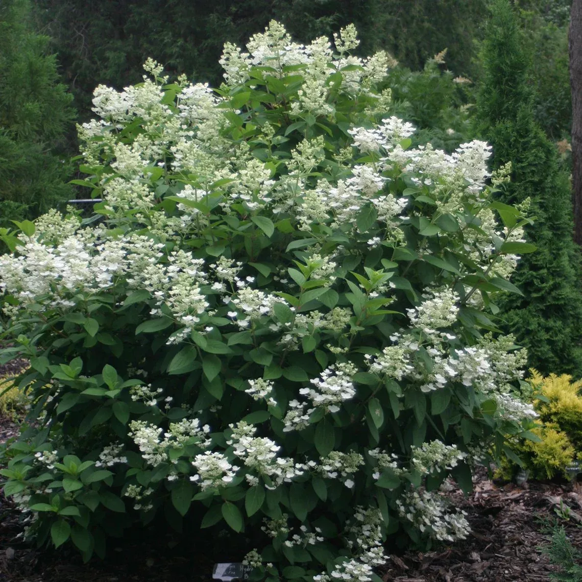 Quick Fire Panicle Hydrangea – DISCONTINUED