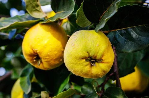 Quince, Pineapple, Bare Root
