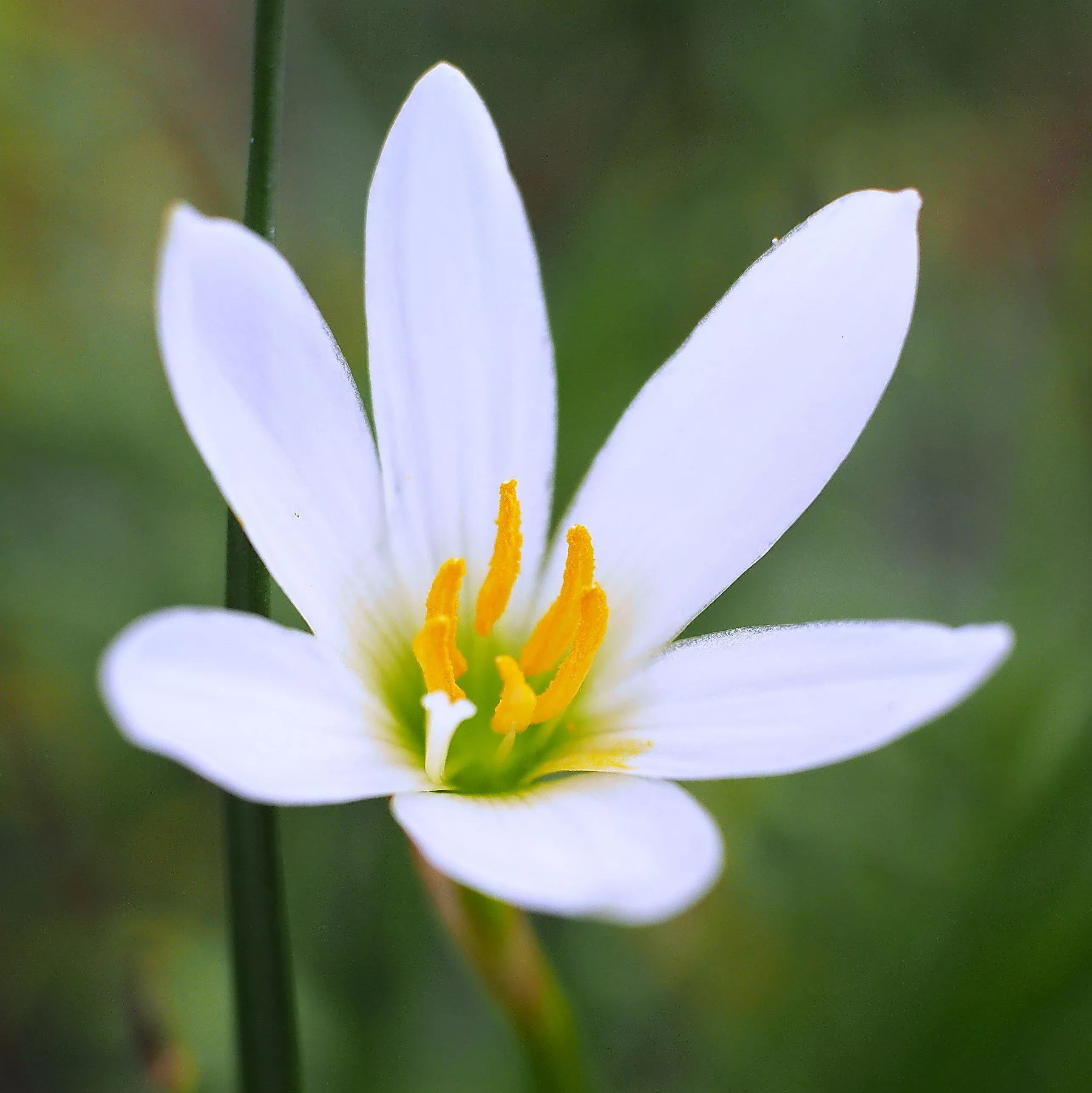Rain Lily - Candida White