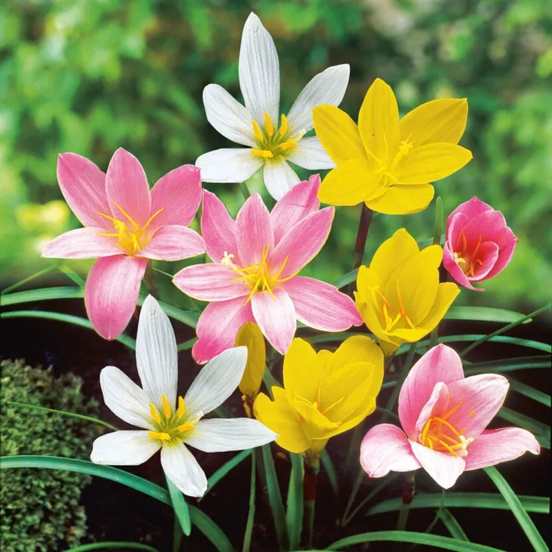 Rain Lily - Sampler Collection