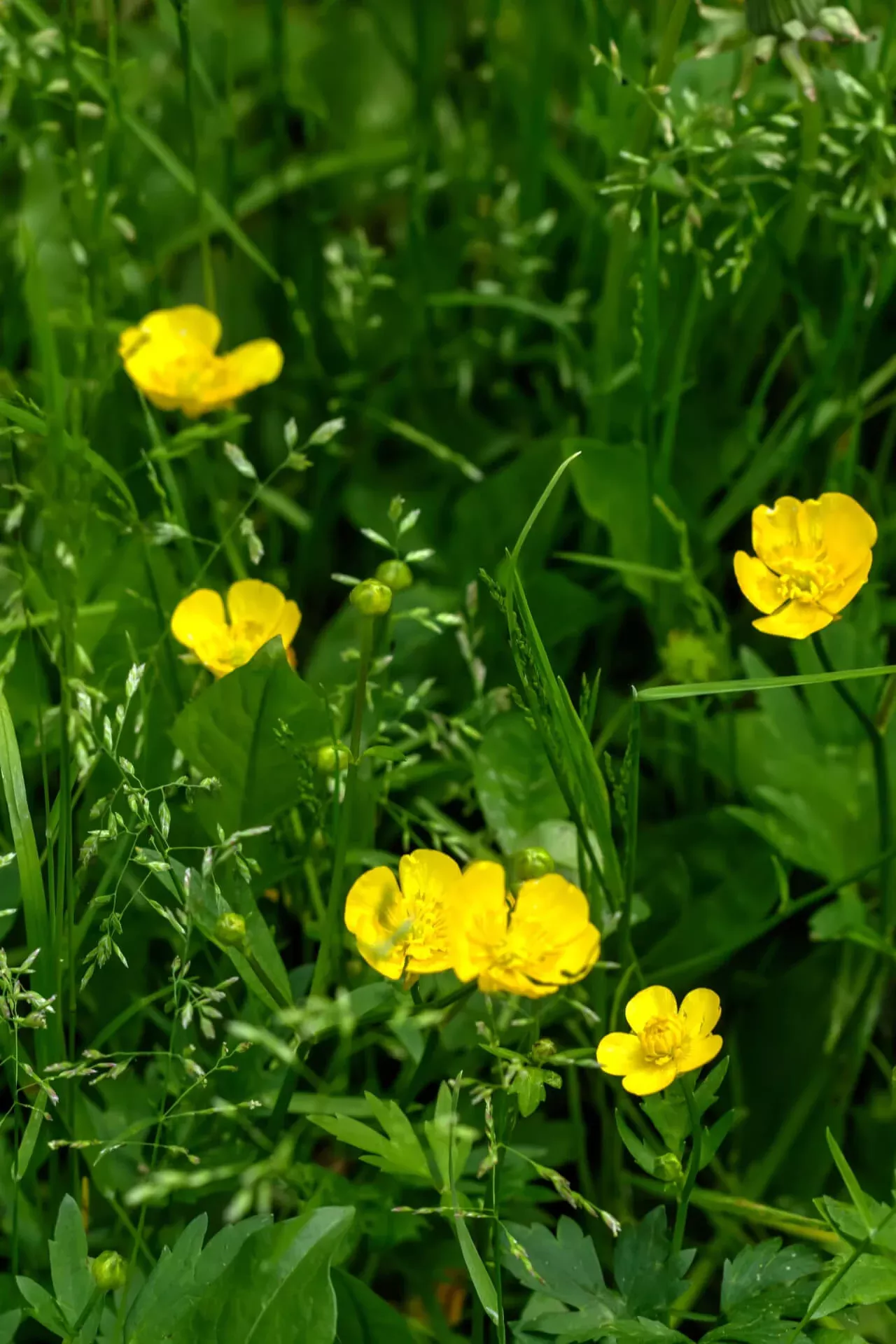 Ranunculus Flower