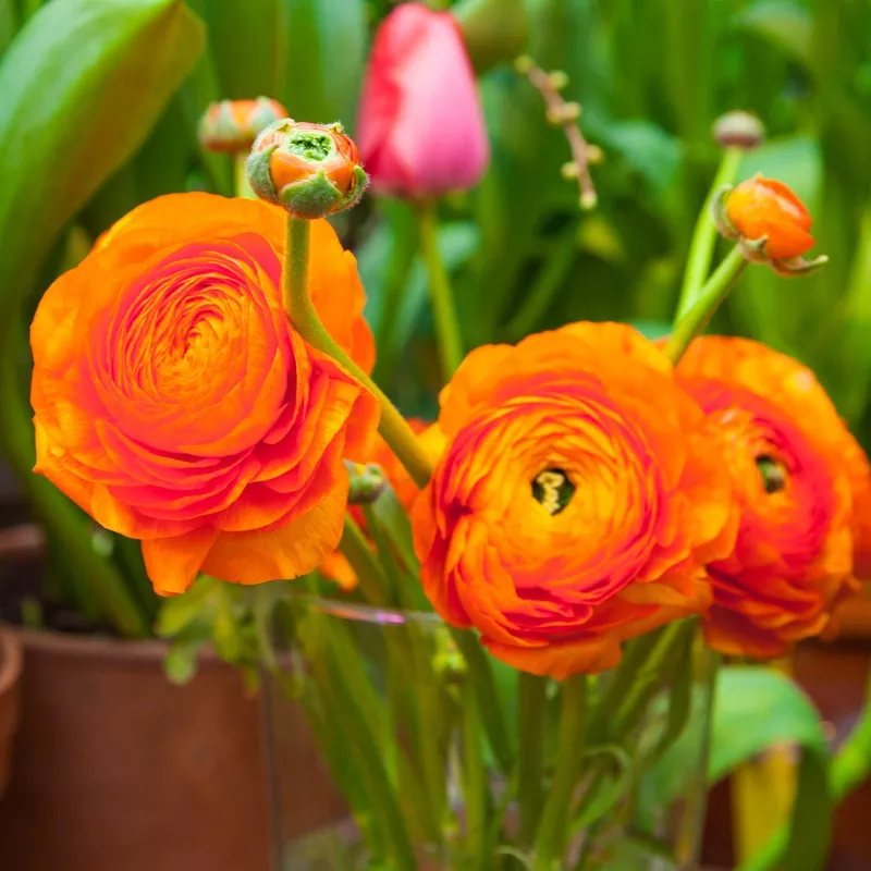 Ranunculus - Tecolote Sunset
