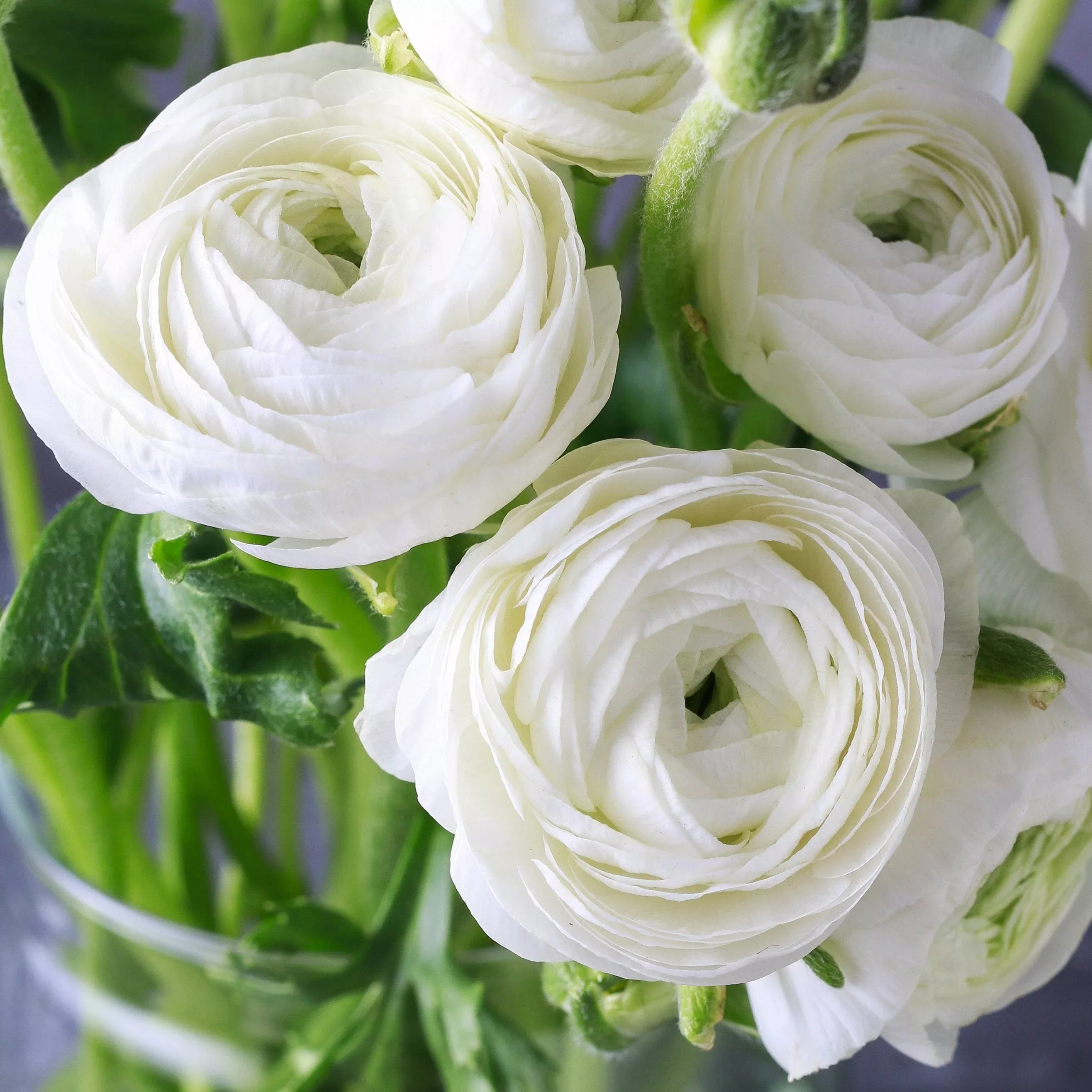 Ranunculus - Tecolote White
