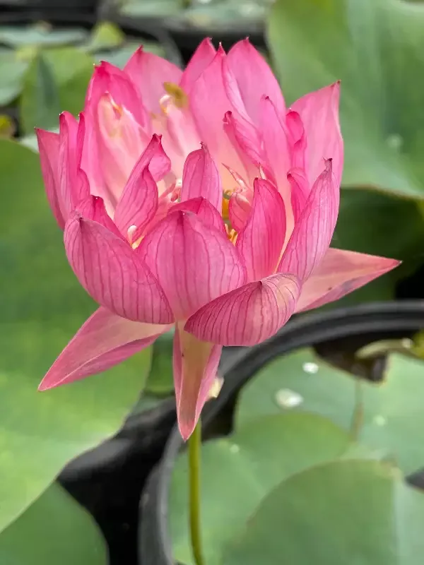 Red At Sunset - Lotus