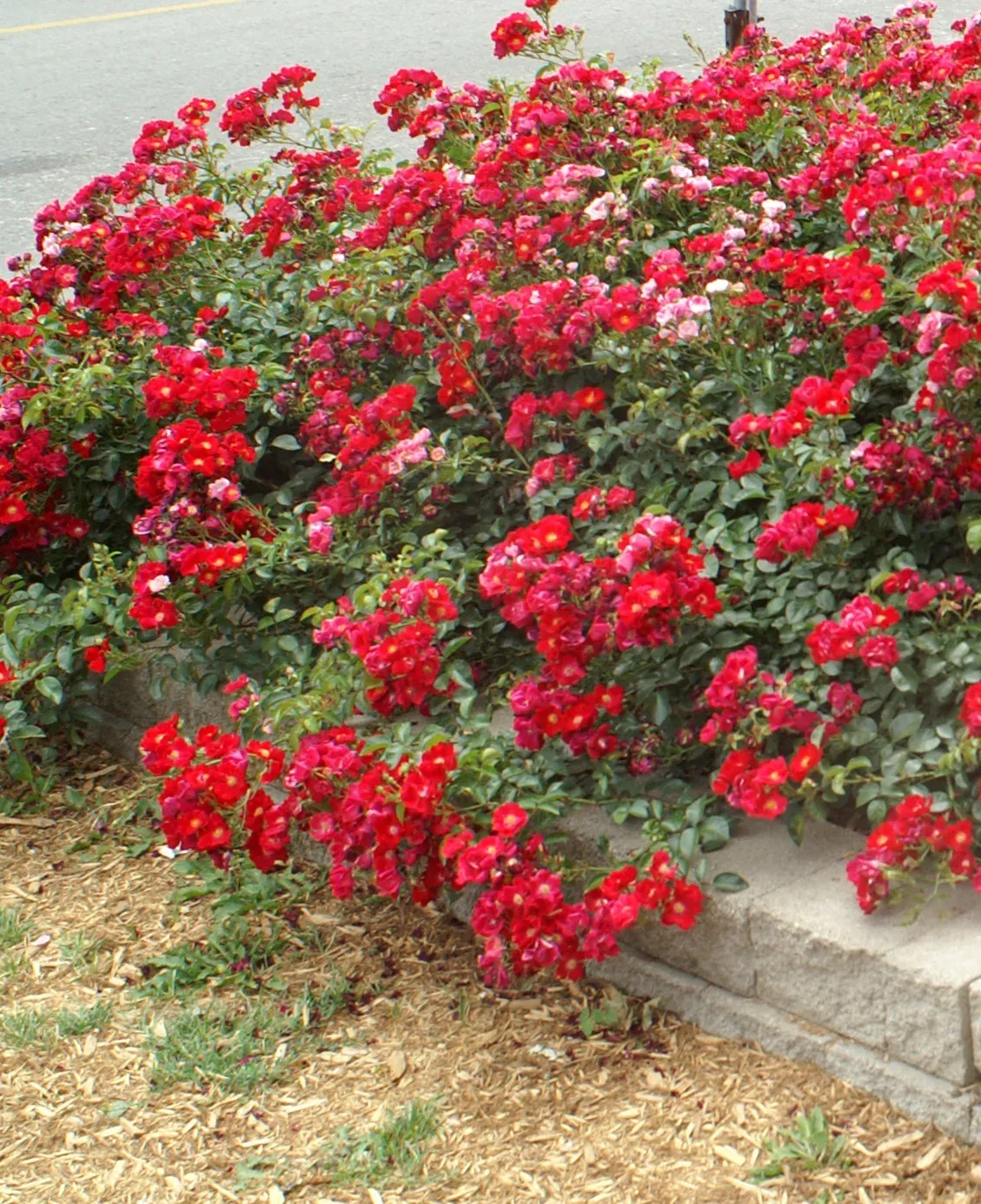 Red Carpet Rose