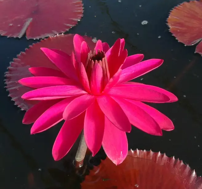 Red Cup - Night Blooming Tropical Lily