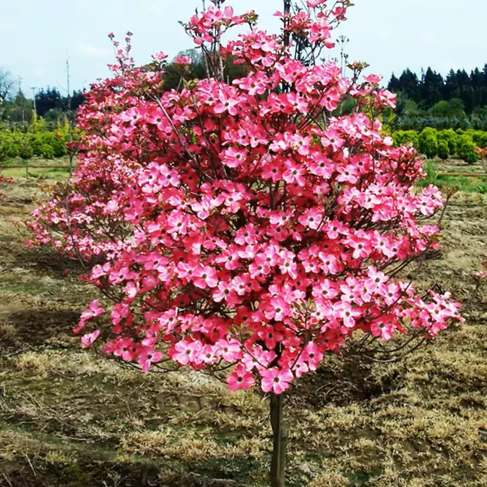Red Dogwood Tree