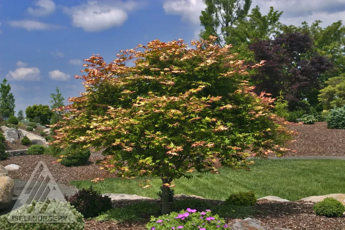 Red Fingernails Japanese Maple