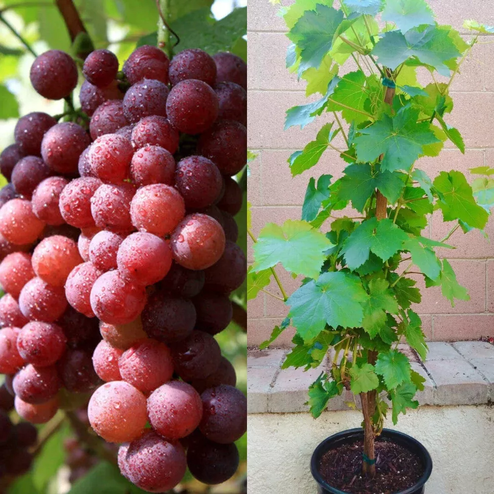 Red Flame Seedless Grape Vine Fruit Tree (25~30 Inch Height)