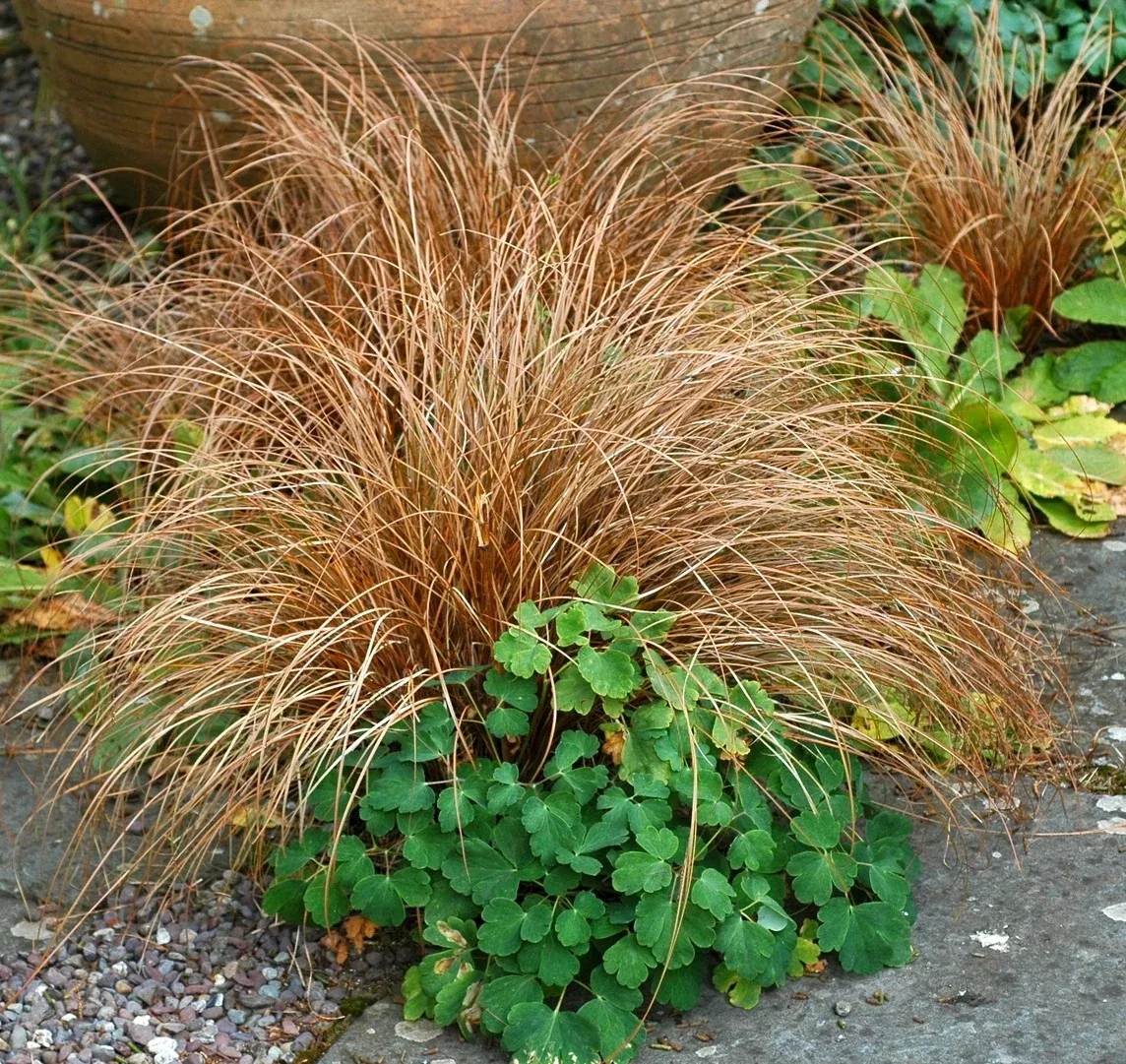 Red Fox Sedge