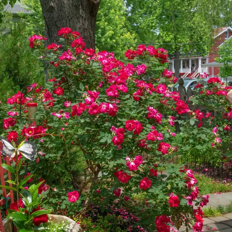 Red Knock Out Rose
