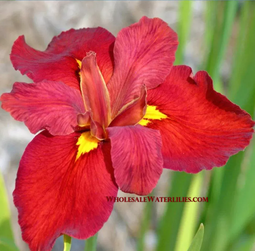 Red , Louisiana Iris