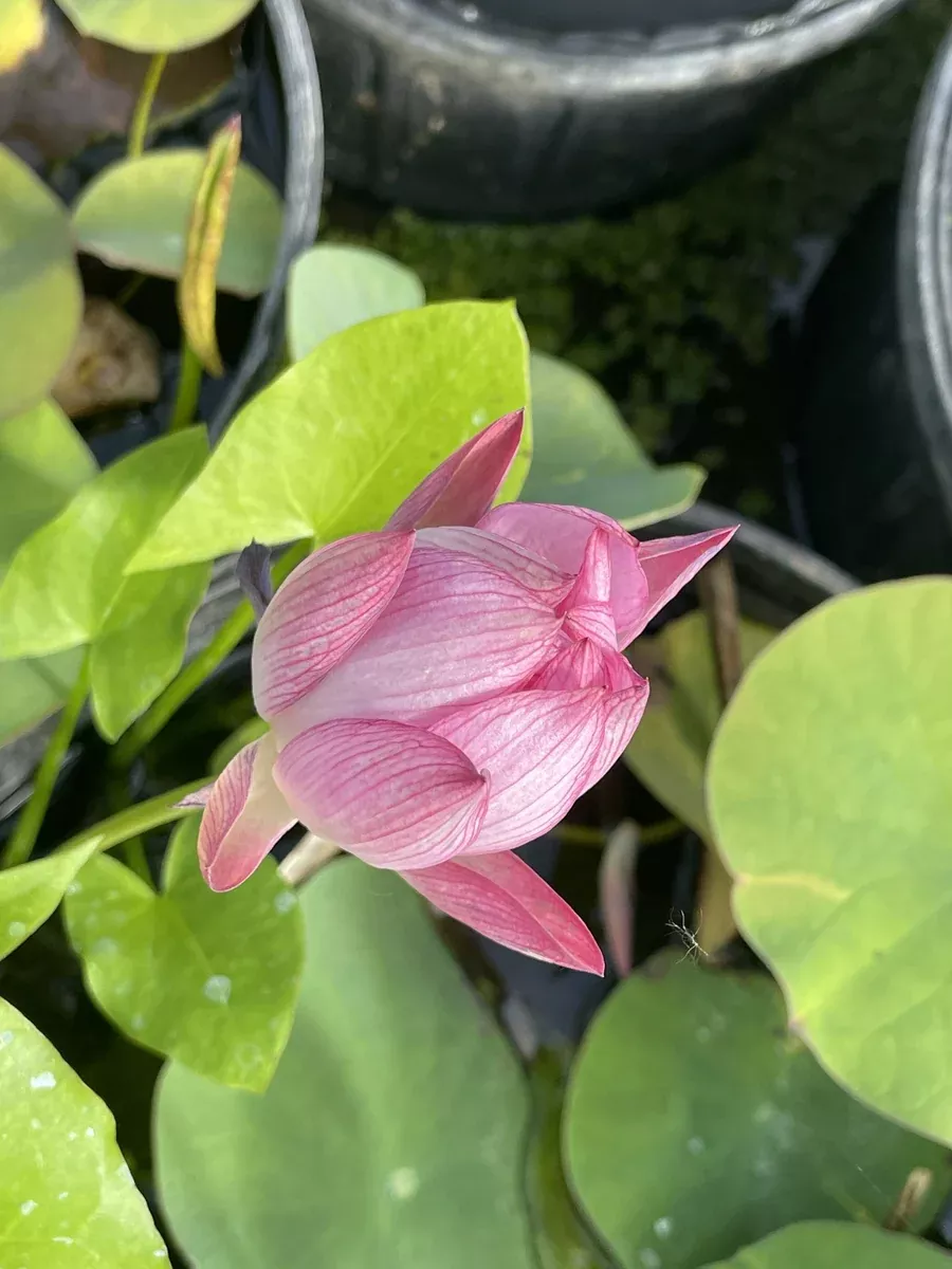 Red Missing - Lotus