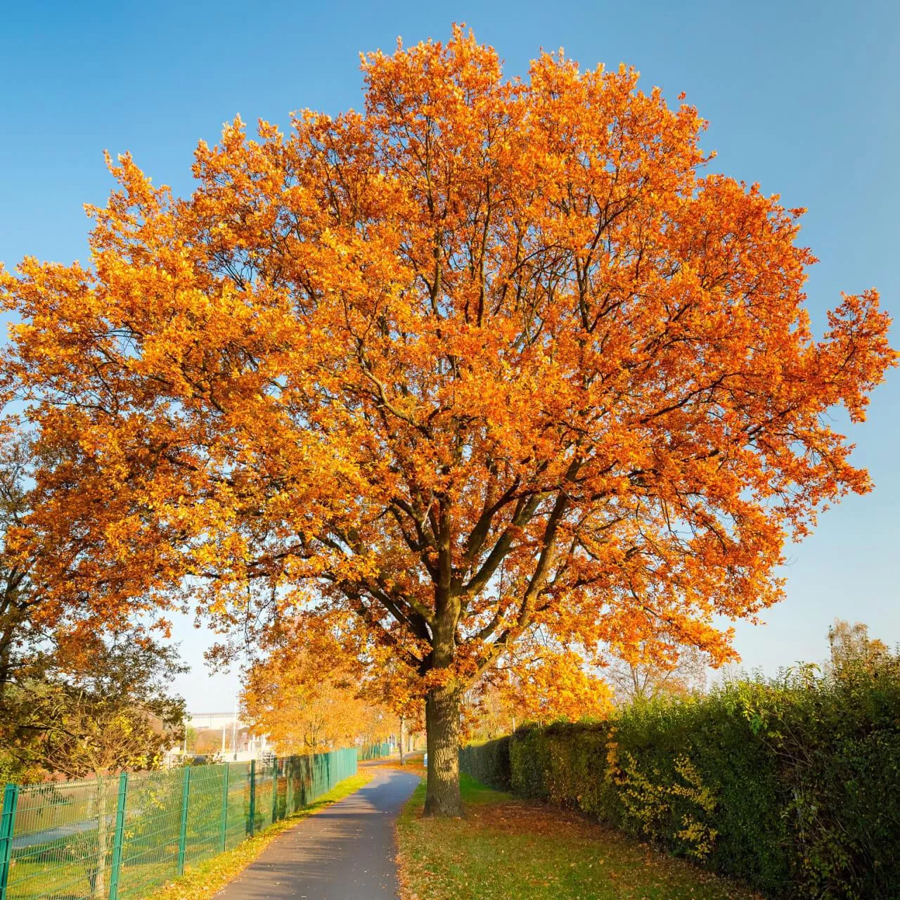 Red Oak Tree