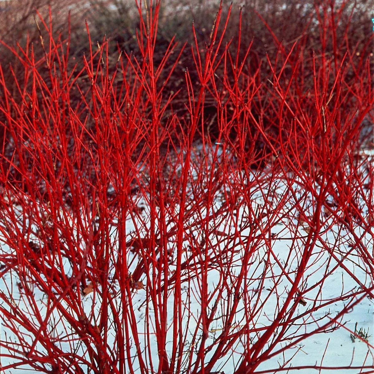 Red Osier Dogwood Shrub