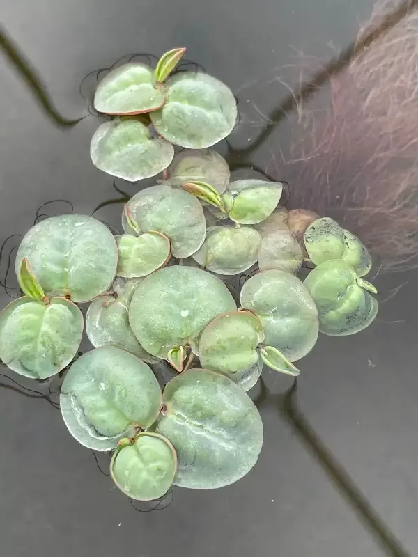 "Red Root Floater"