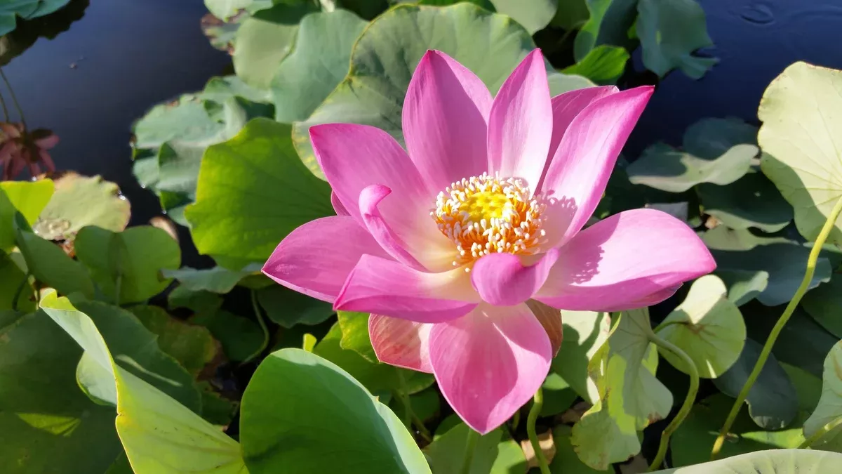 Red Scarf - Lotus