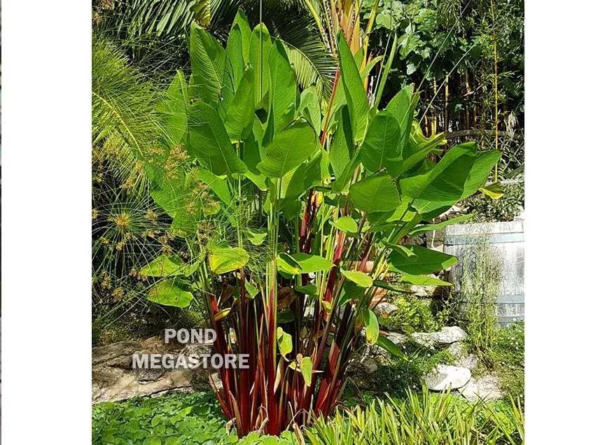 Red Stem ThaliaVery Fast growing / Tall!