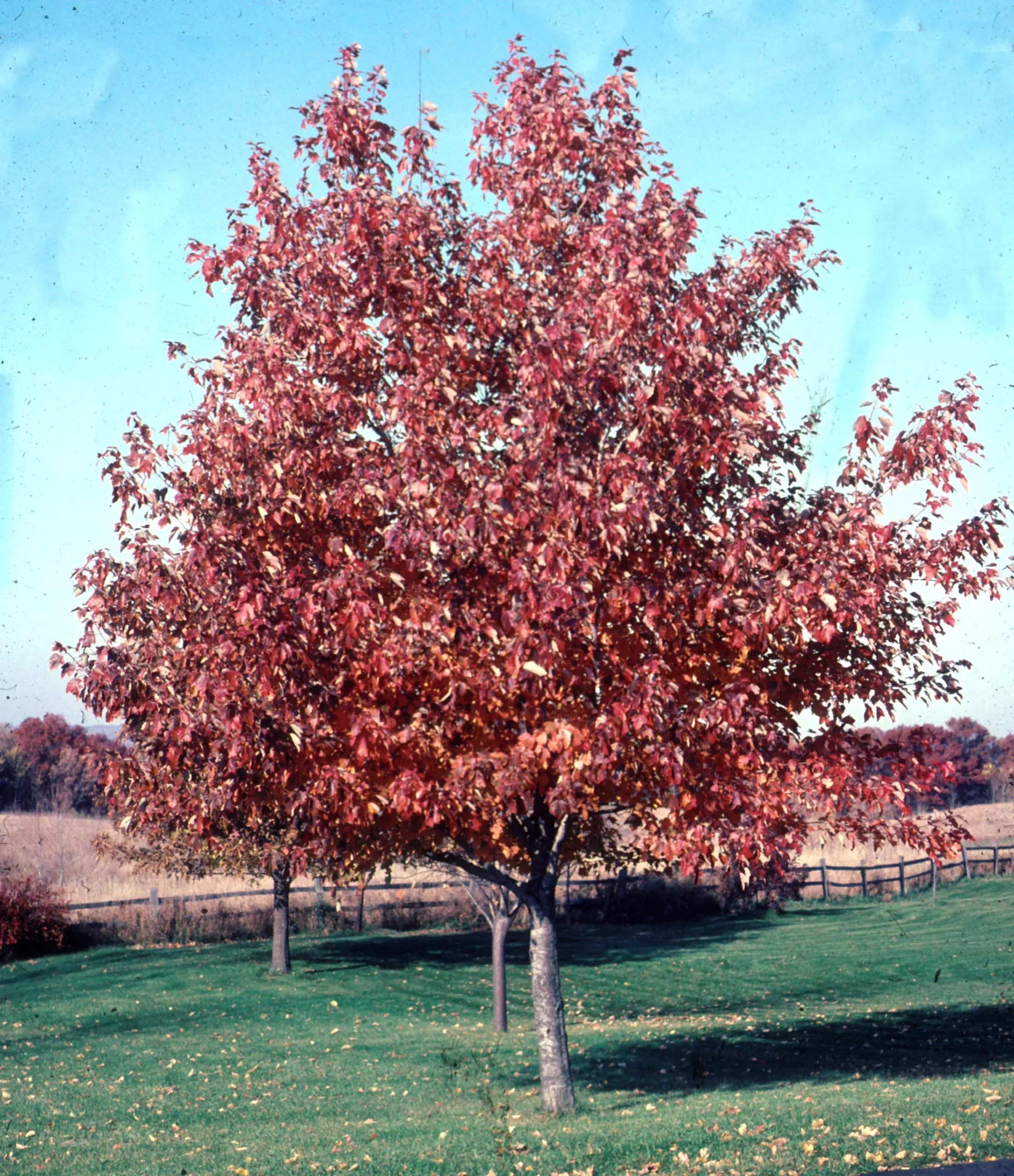 Red Sunset Maple