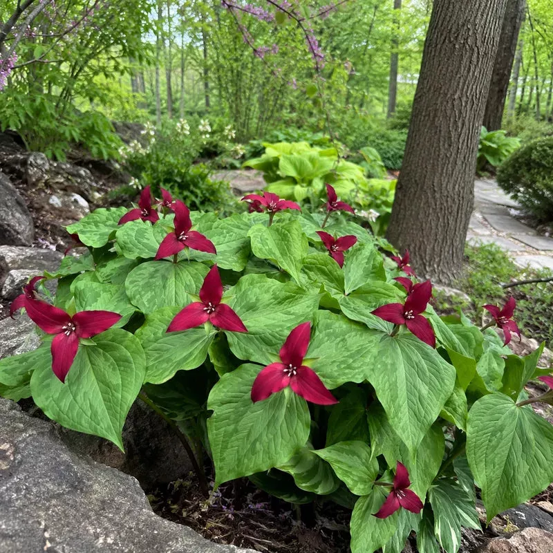 Red Trillium