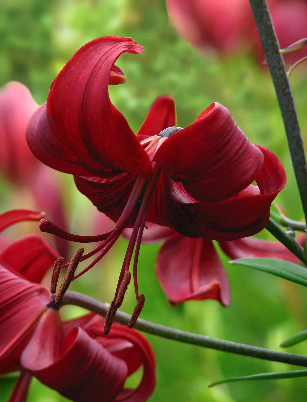 Red Velvet Tiger Lily - 5 bulbs