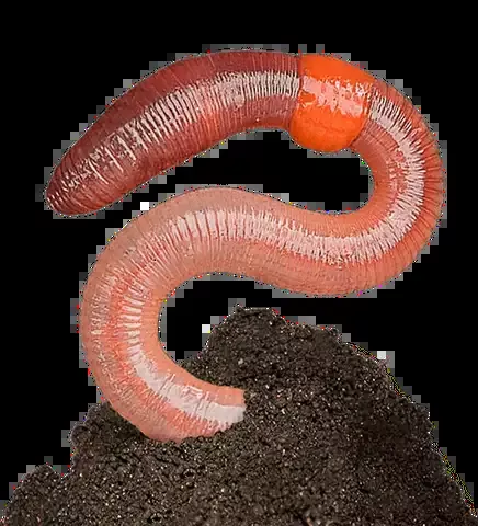 Red Wiggler Composting Garden Worms!!2 lbs