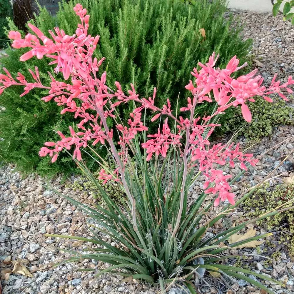 RED YUCCA