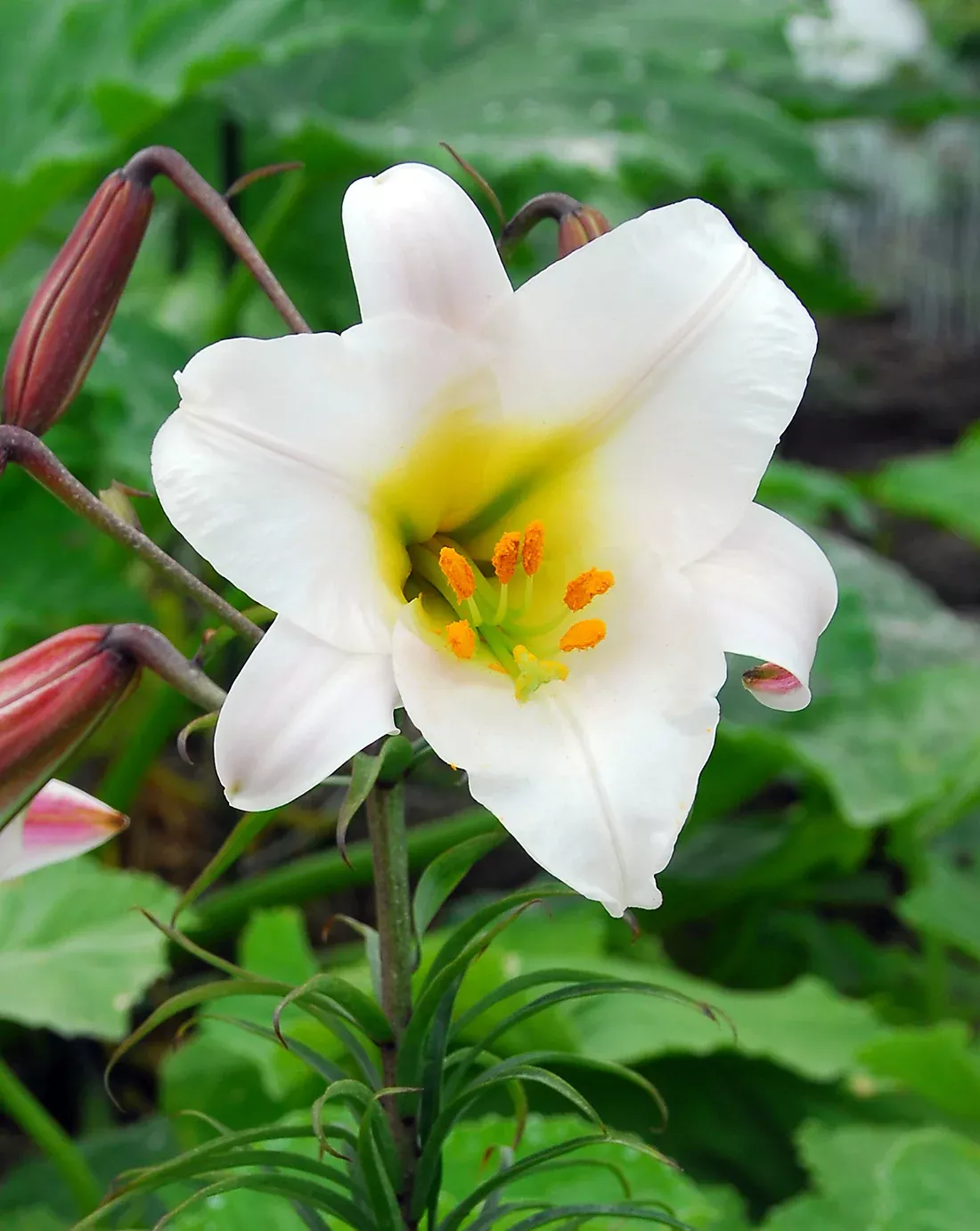 Regale Trumpet Lily - 5 bulbs