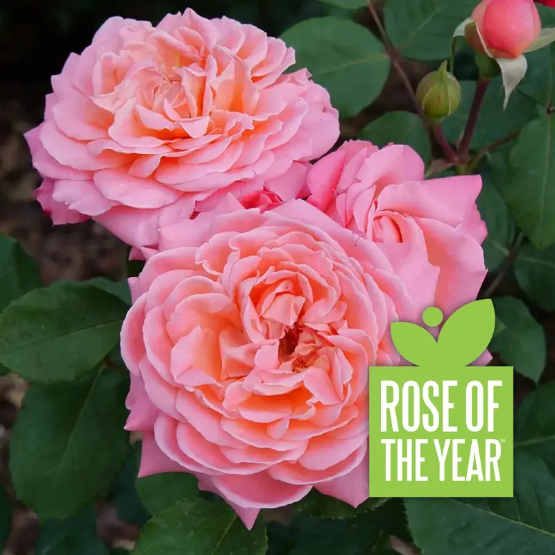 REMINISCENT Coral Rose
