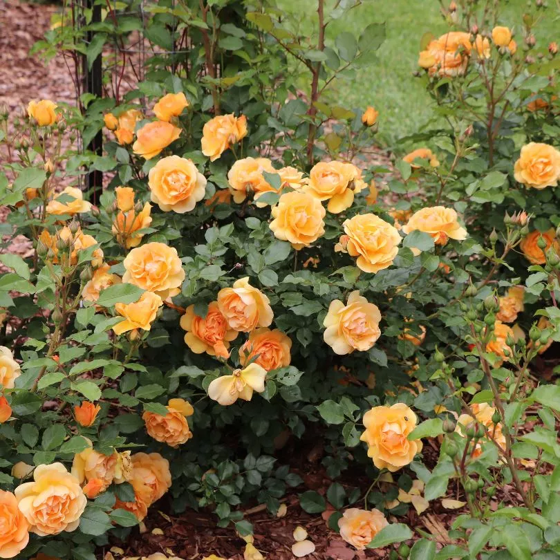 Reminiscent Ginger Rose