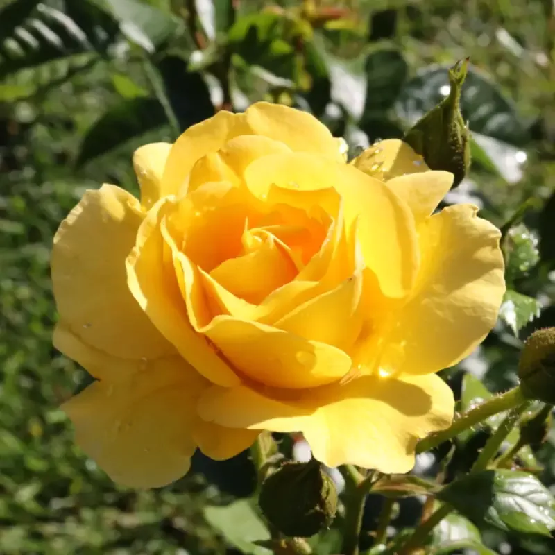 Reminiscent Yellow Rose