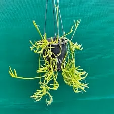 Rhipsalis Sulcata (Mistletoe Cactus) Hanging Baskets
