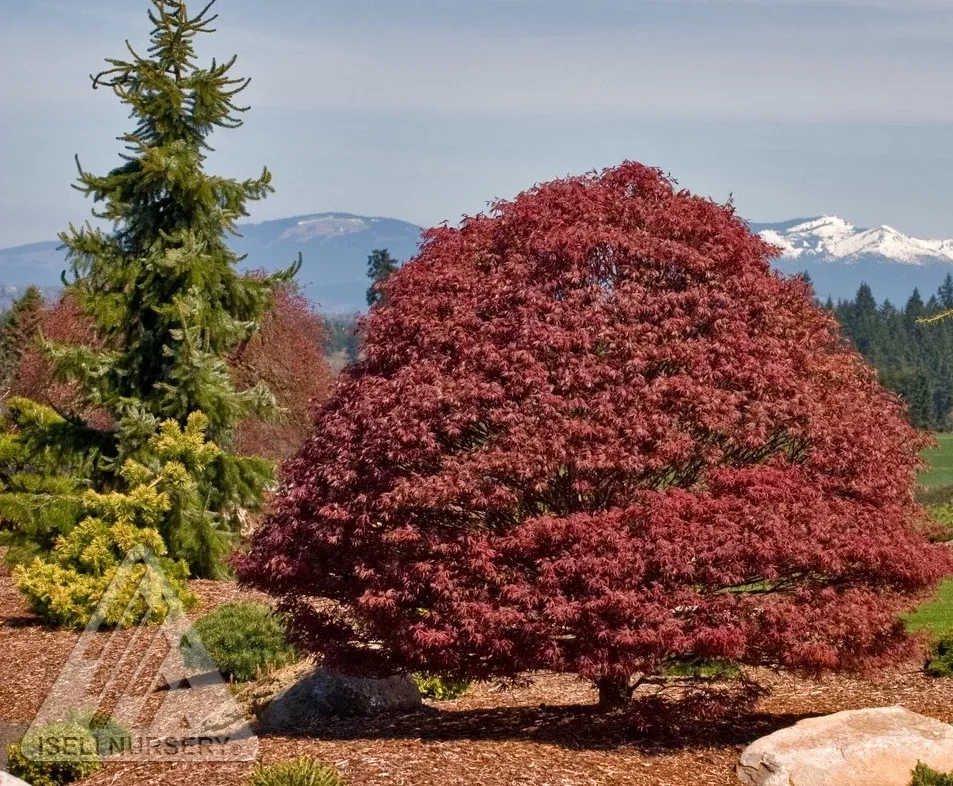 Rhode Island Red Japanese Maple