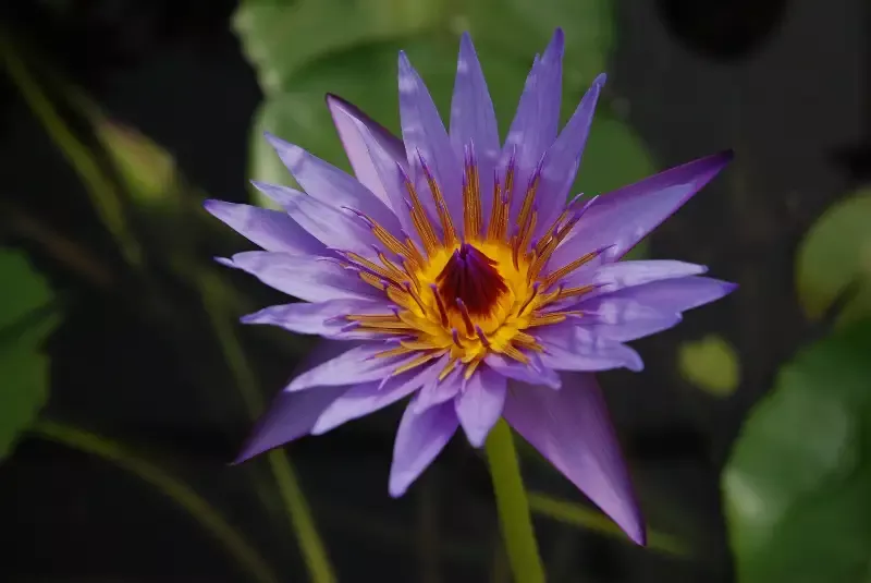Rhonda Kay - Day Blooming Tropical Lily
