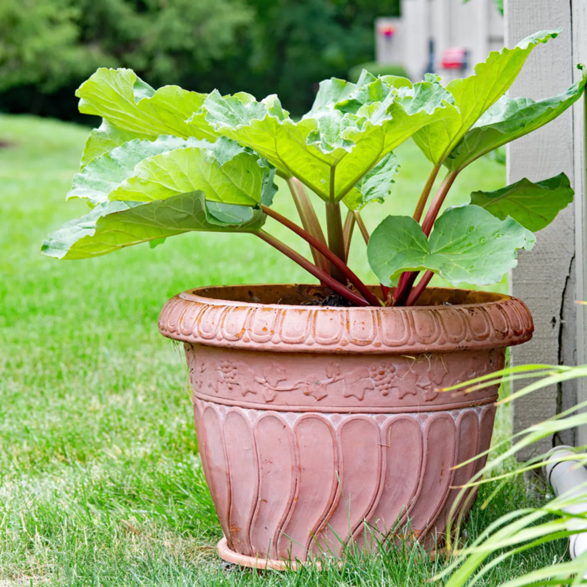 Rhubarb Canada Red Potted Plant 2 Pack