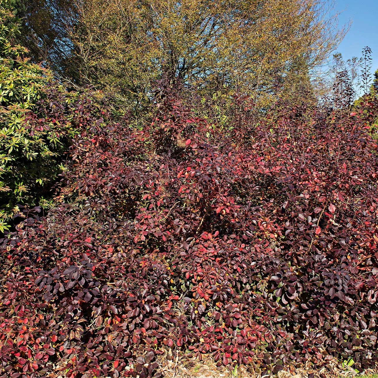 Rhus Aromatica -Fragrant Sumac Seedlings