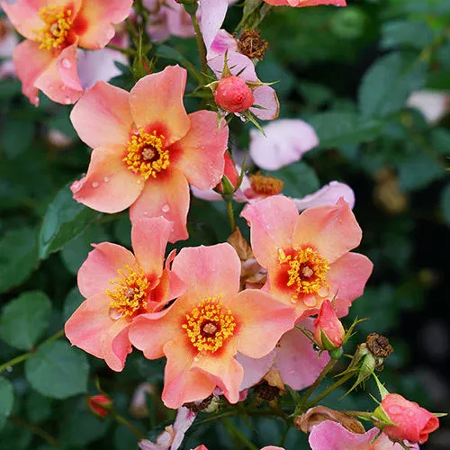 Ringo All-Star™ Rose