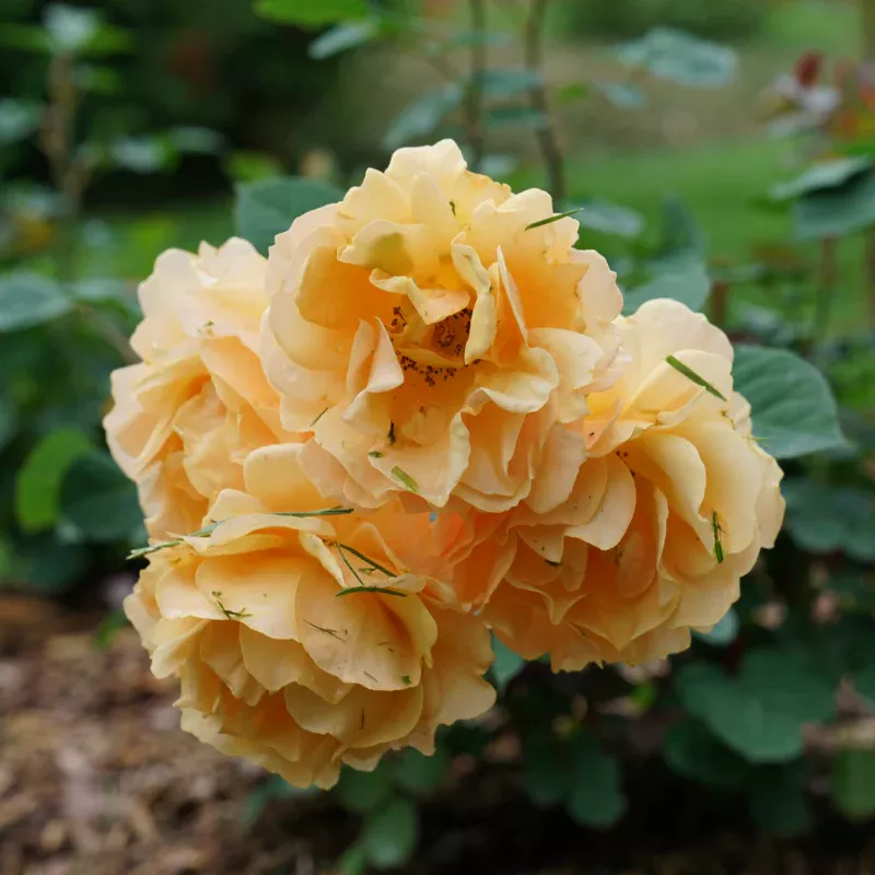 Rise Up Amberness™ Climbing Rose