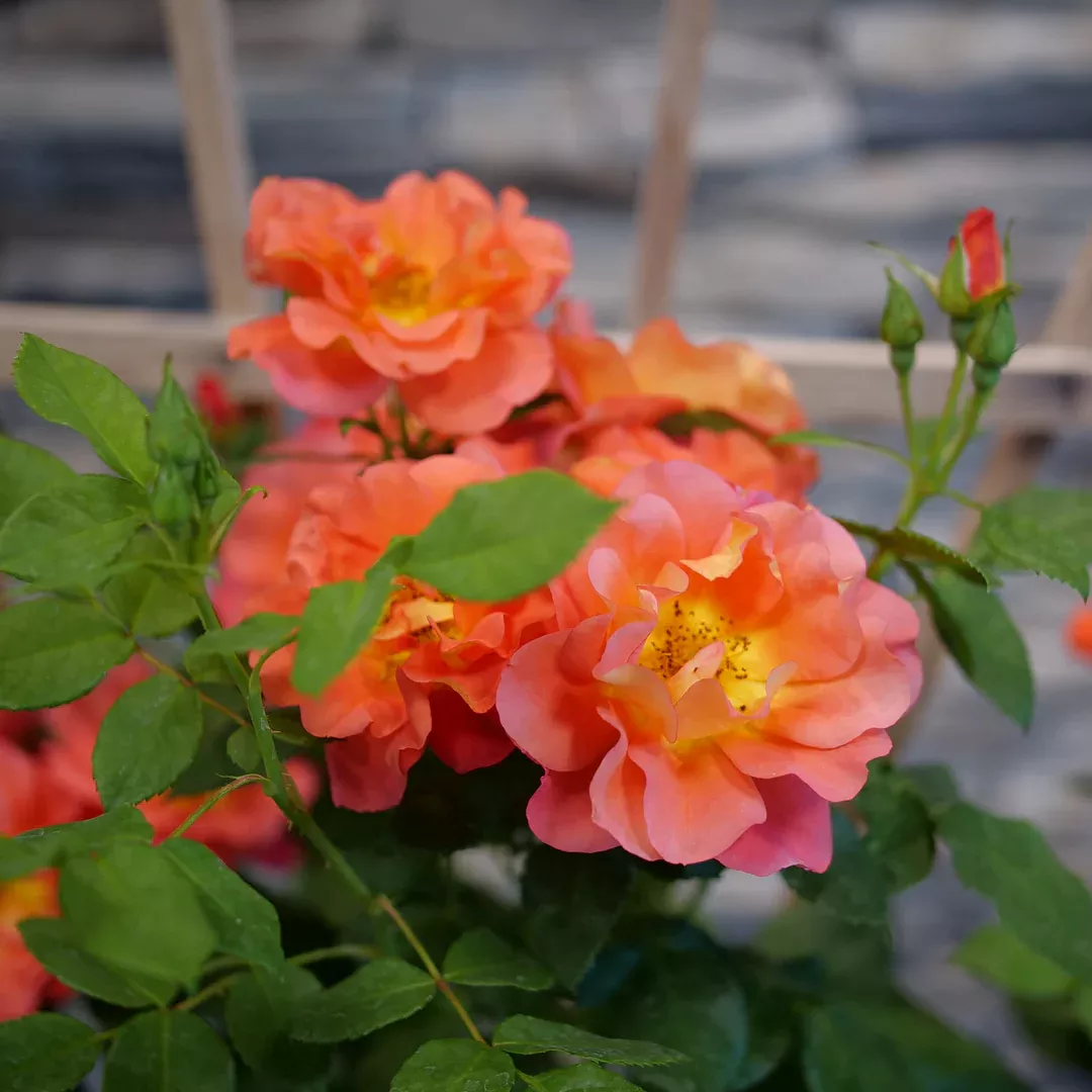 Rise Up Emberays™ Climbing Rose