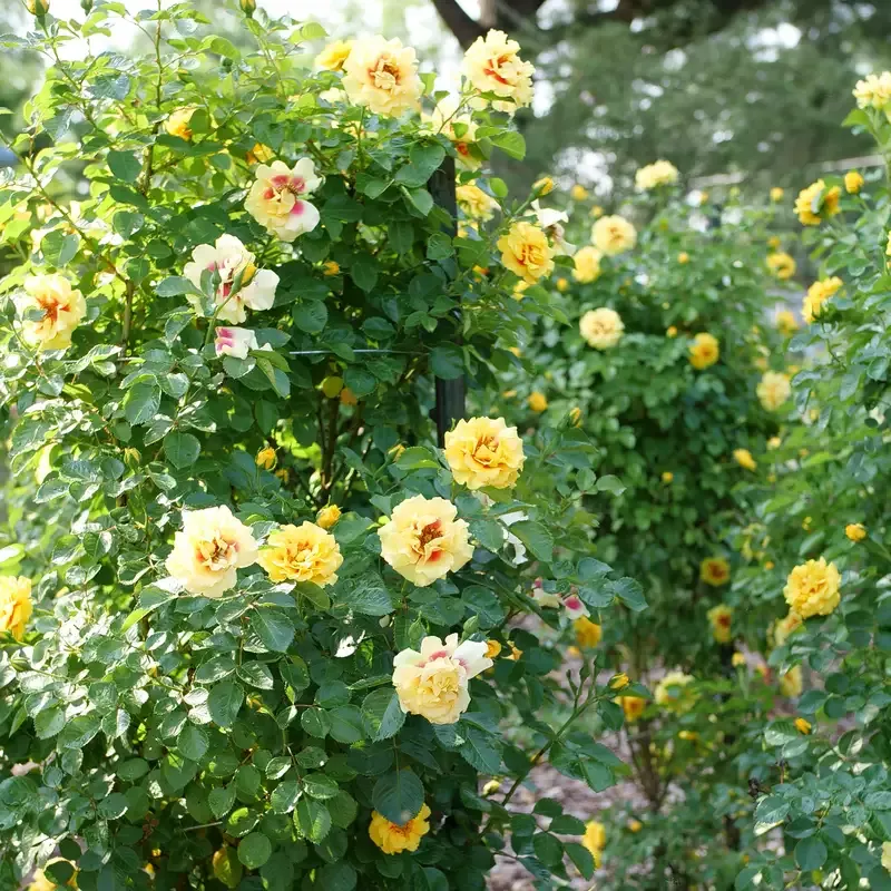 Rise Up™ Ringo Climbing Rose